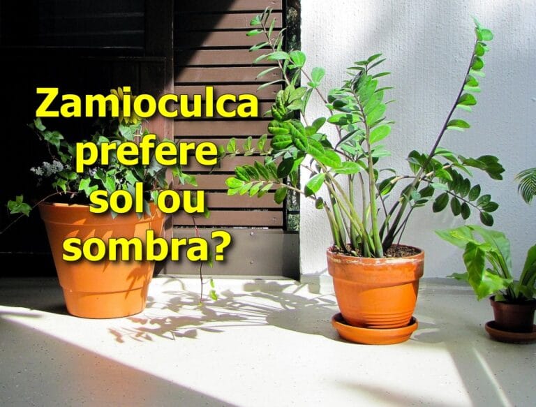Zamioculca gosta de sol ou sombra?