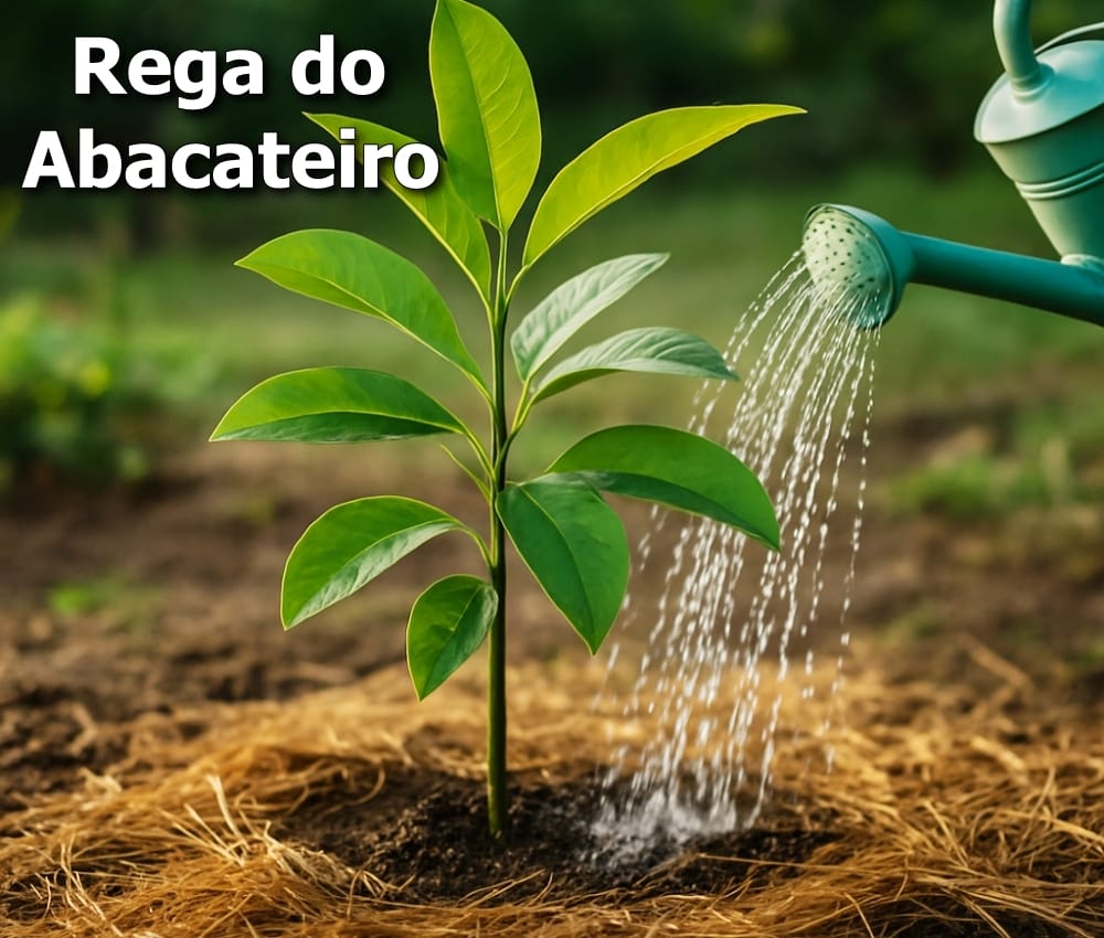 Quantas vezes regar o Abacateiro