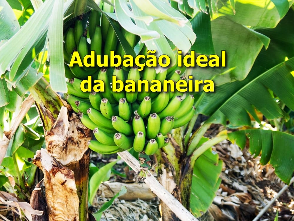 Adubação para bananeira em crescimento: forte e produtiva