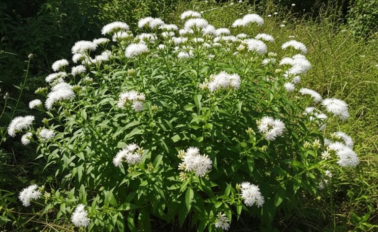 Assa-peixe como cultivar