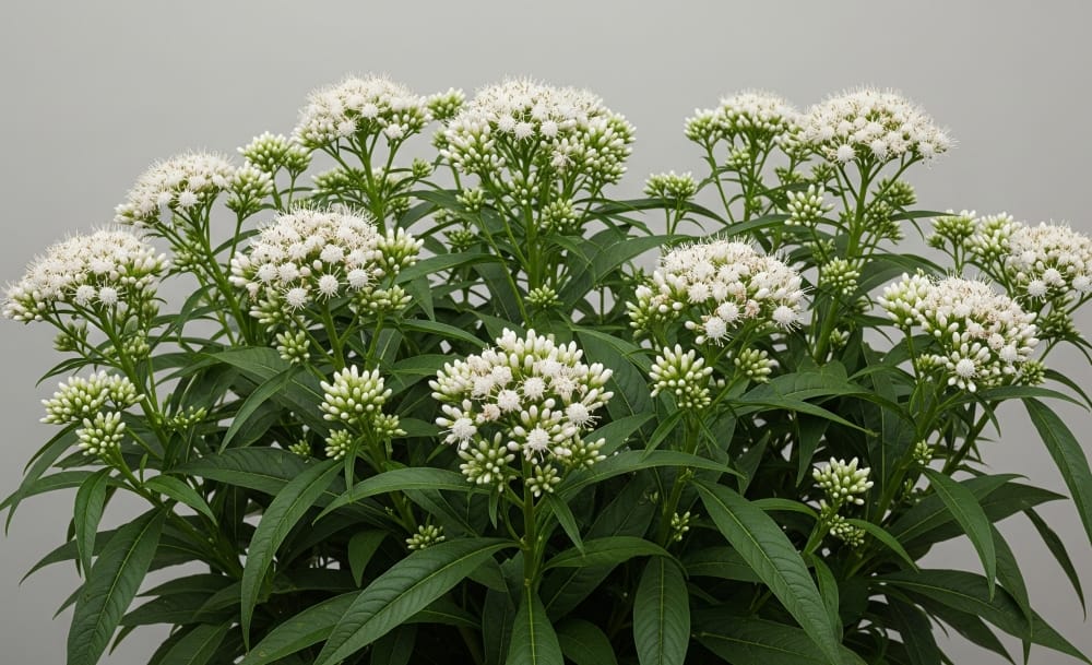 Assa-peixe como cultivar
