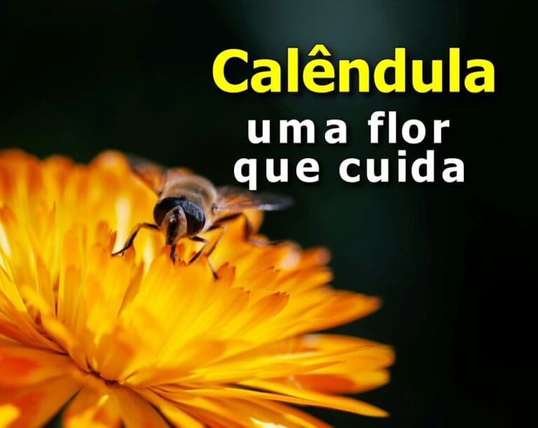 calêndula