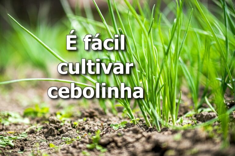 como plantar cebolinha