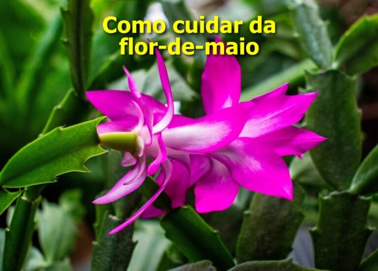como cuidar da flor-de-maio
