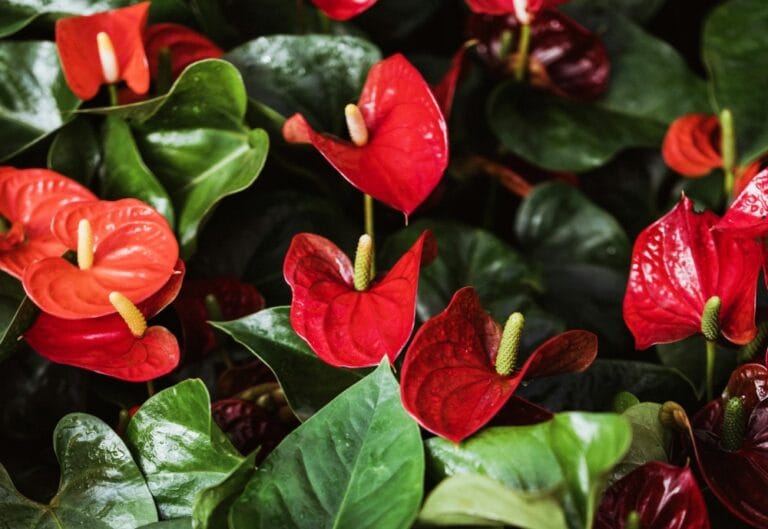 como cuidar do antúrio