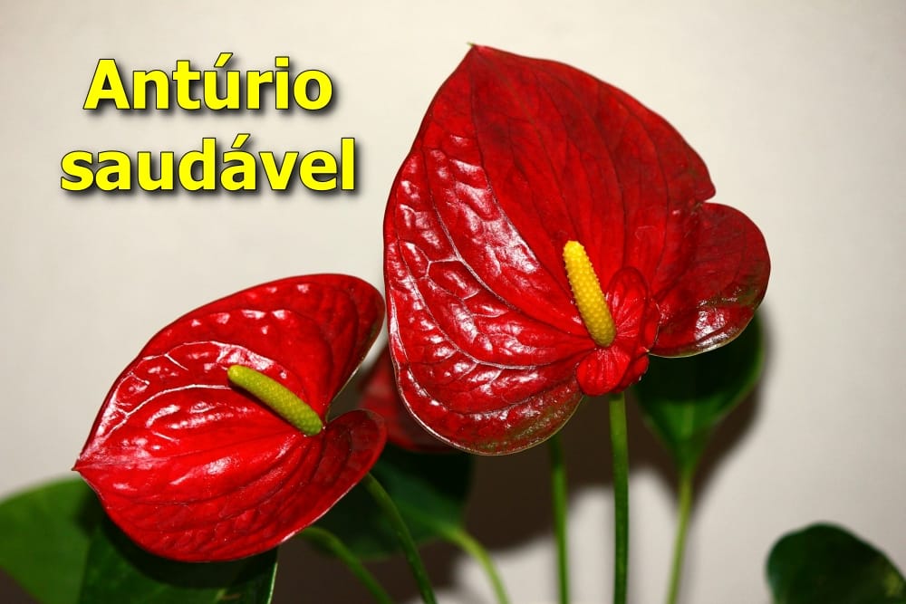 como cuidar do antúrio