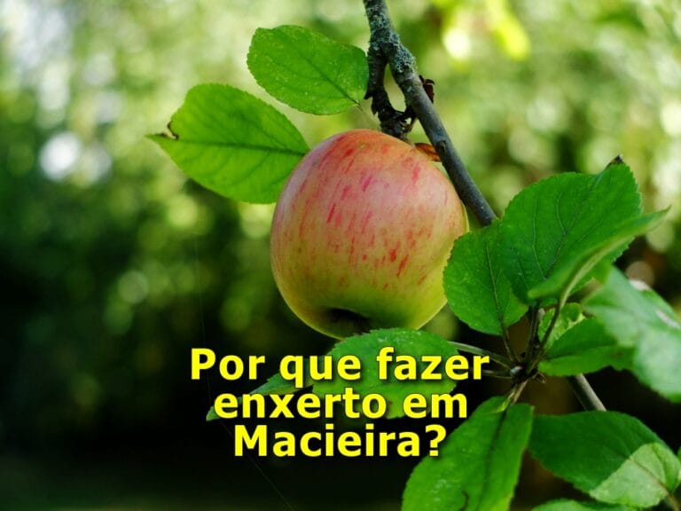 Como fazer enxerto em Macieira