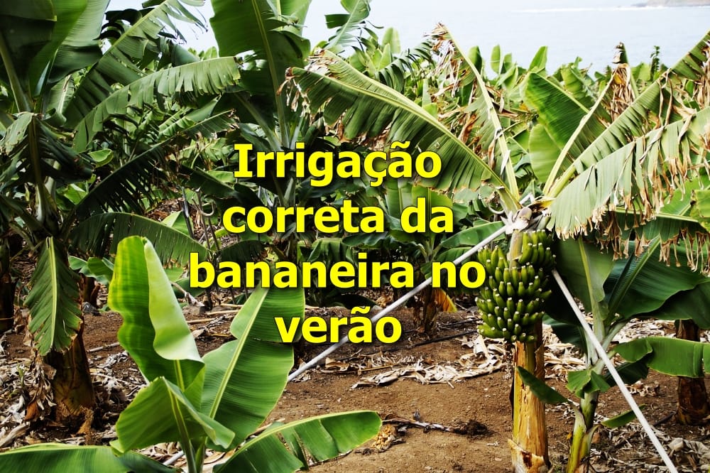 Irrigação da Bananeira