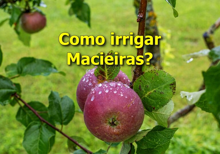 como irrigar macieiras