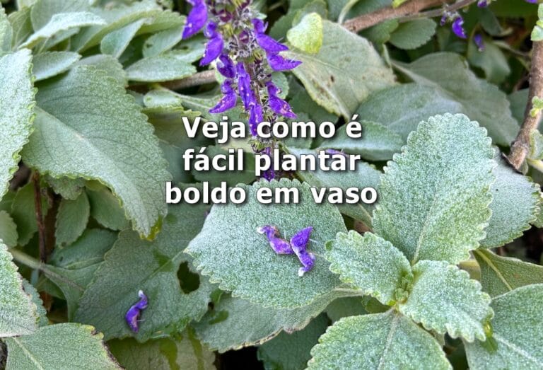 como plantar boldo em vaso