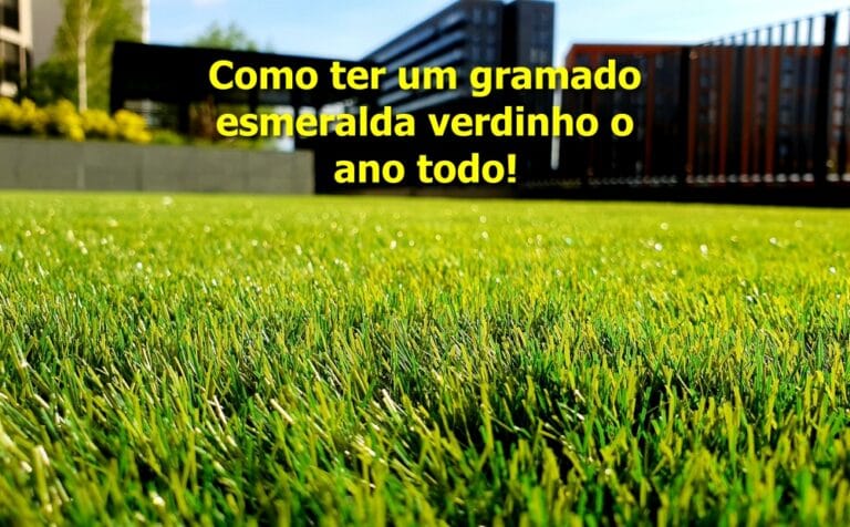 Como plantar Grama Esmeralda
