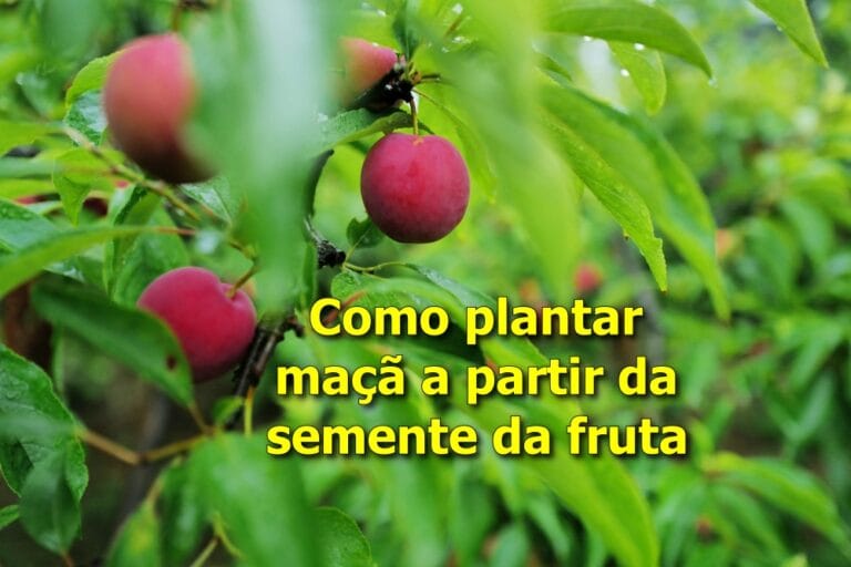 como plantar maçã a partir da semente da fruta