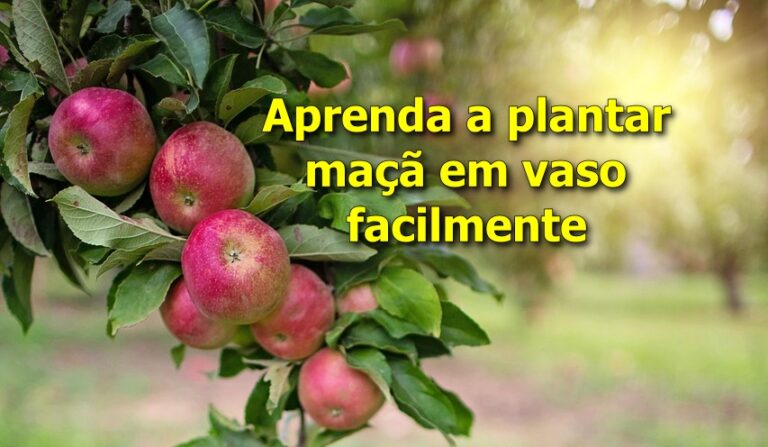 Como plantar maçã em vaso e ter frutos em casa