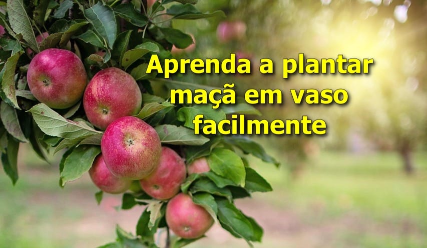 Como Plantar Maçã em Vaso e Ter Frutos em Casa