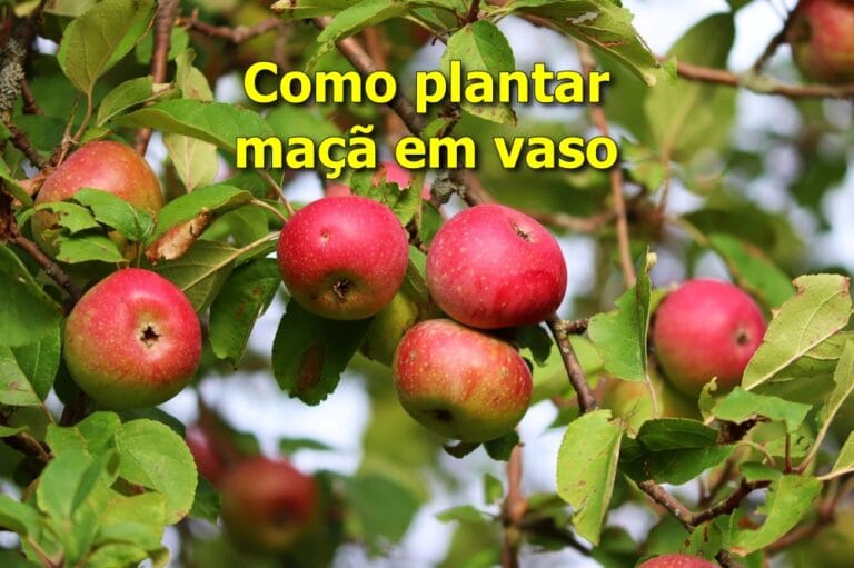 como plantar maçã em vaso
