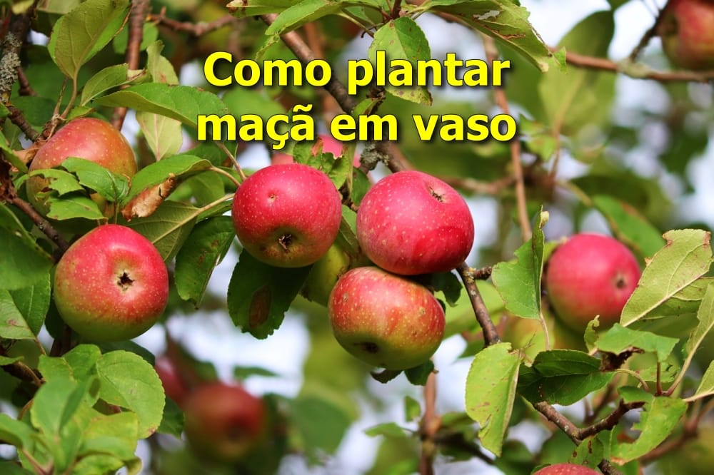 Como plantar maçã em vaso e ter frutos em casa