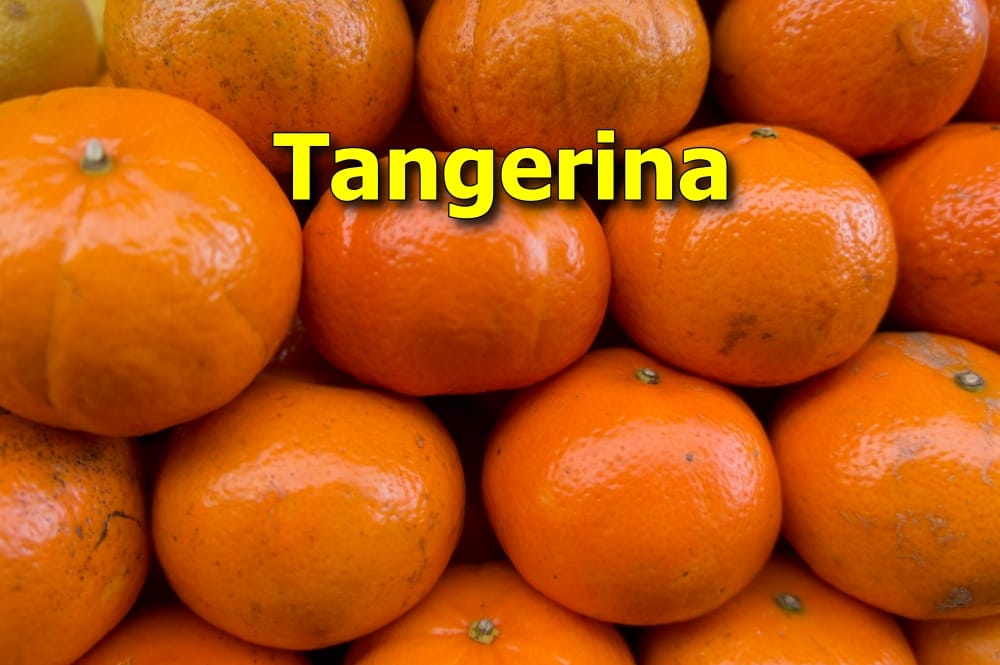 como plantar tangerina