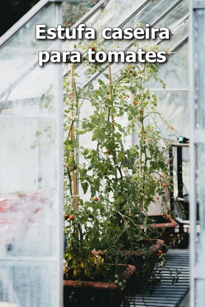 como plantar tomate na estufa