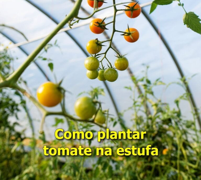 como plantar tomate na estufa