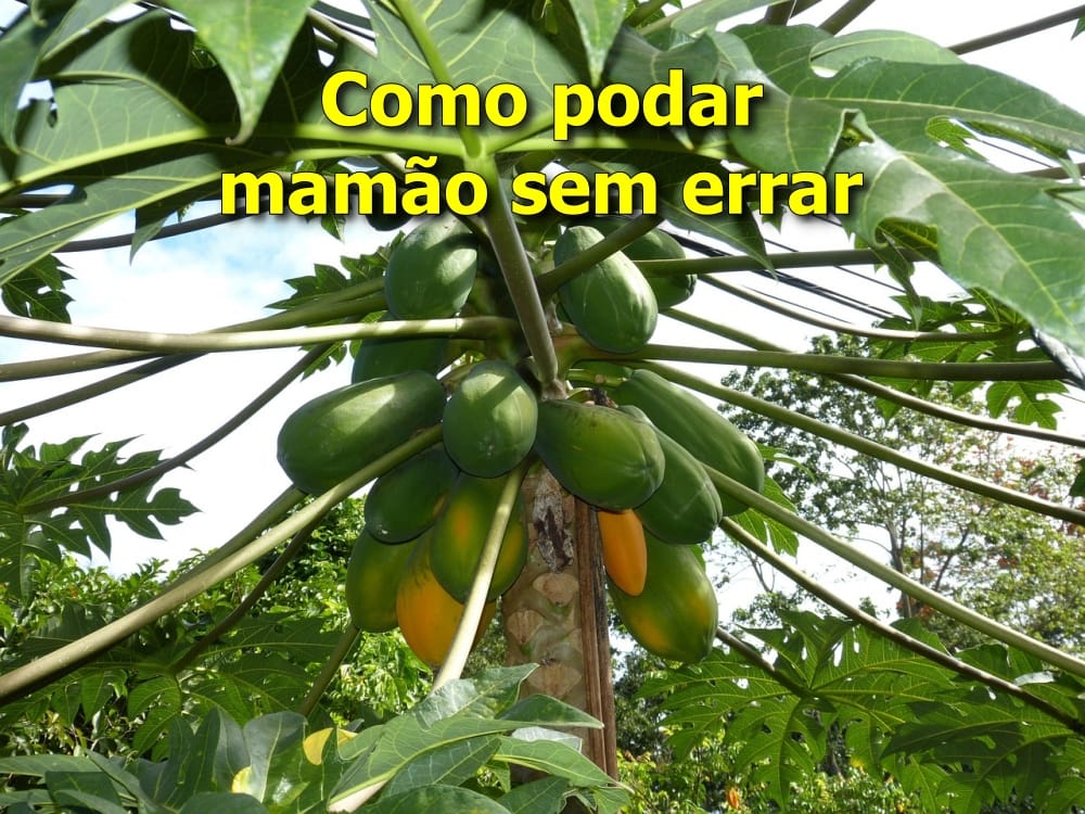 Posso podar o pé de mamão? quando e como fazer