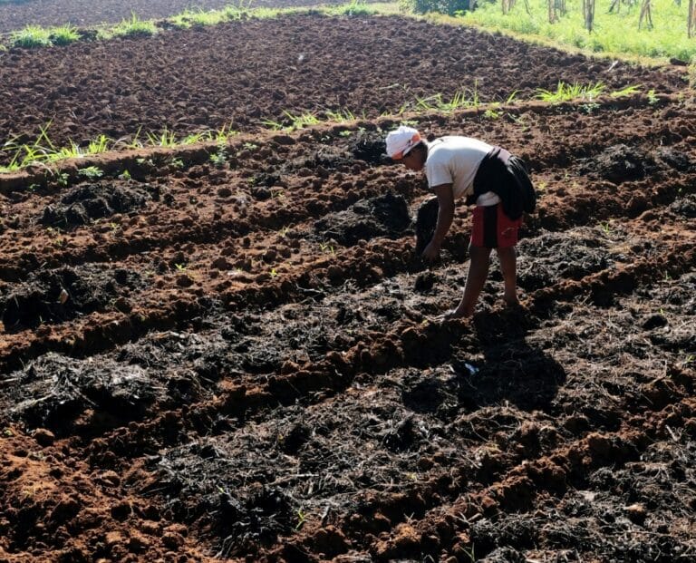 como preparar a terra para plantar em agosto