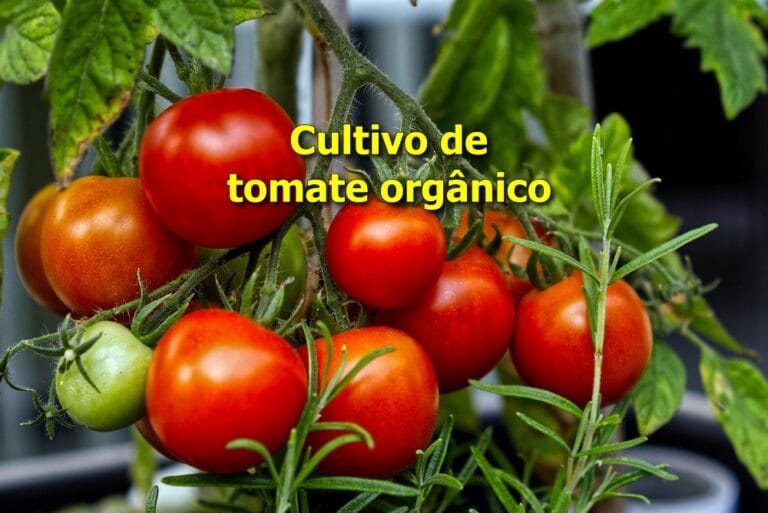 cultivo de tomate orgânico