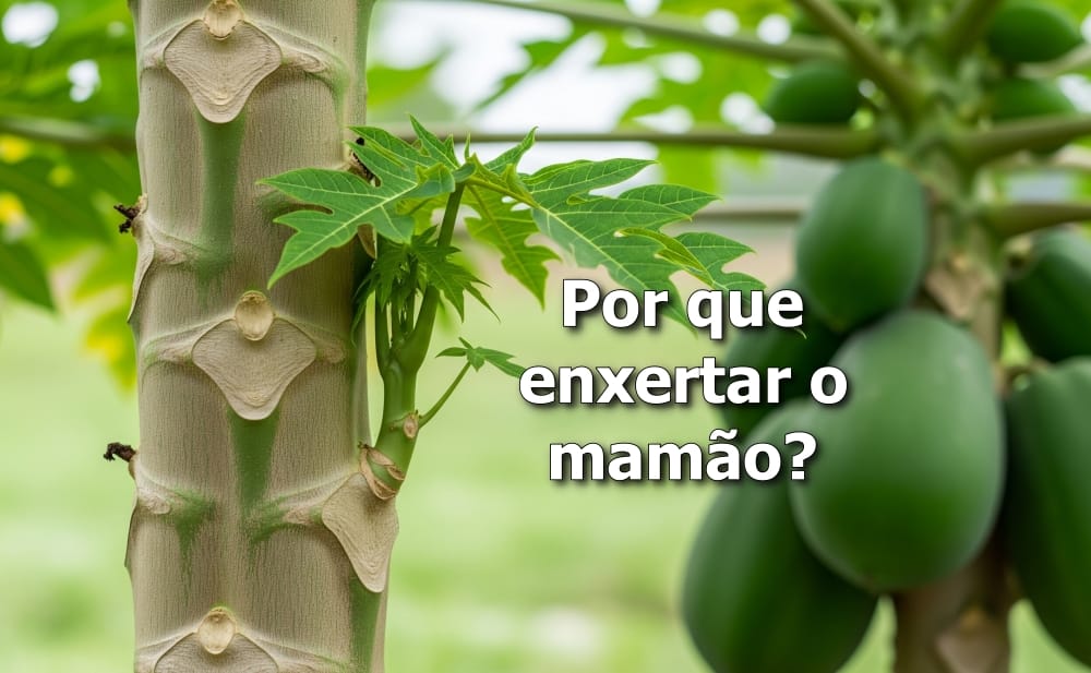 Como enxertar mamão