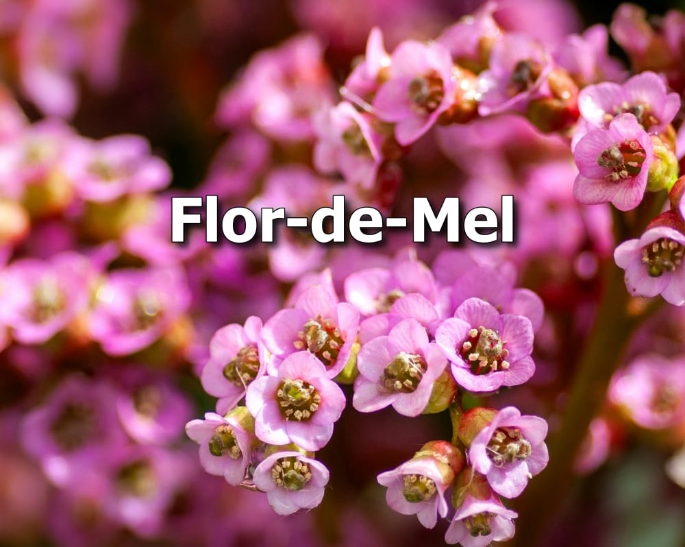 flor-de-mel