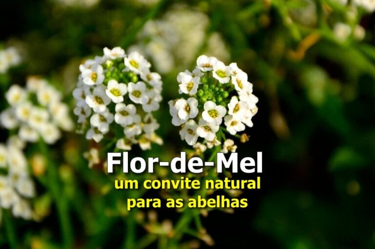 flor-de-mel