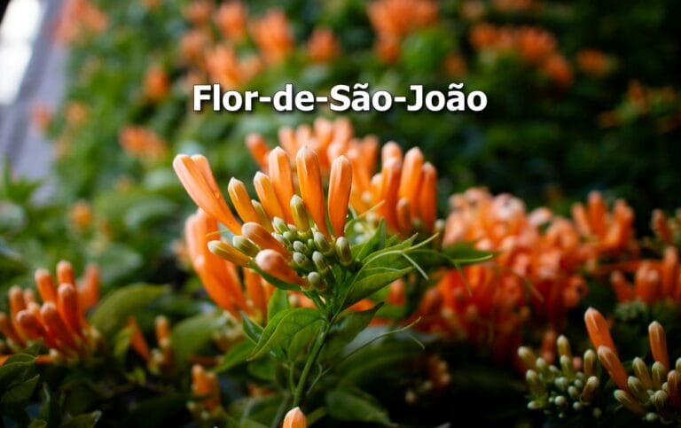 como plantar flor-de-são-joão