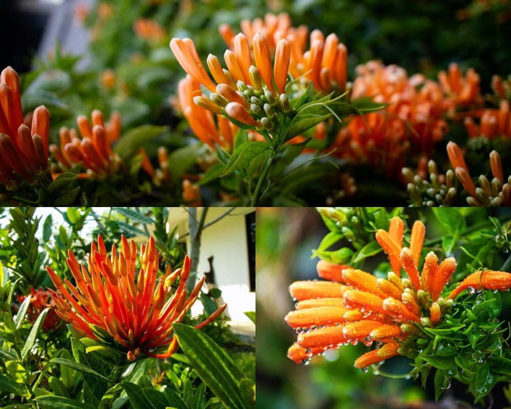 como plantar flor-de-são-joão