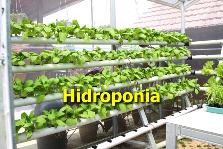 hidroponia