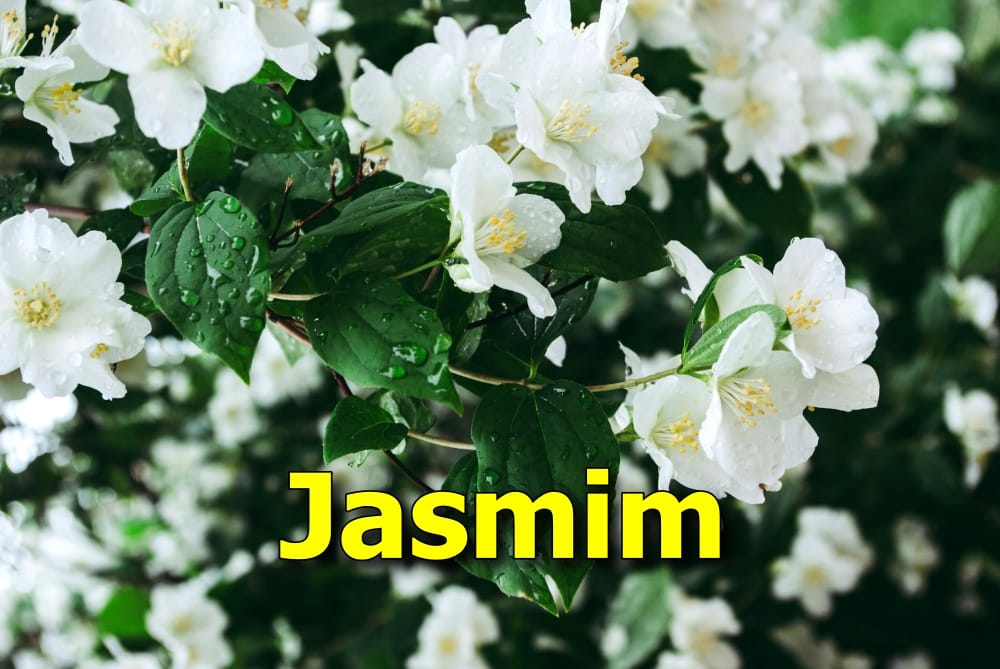 como plantar jasmim