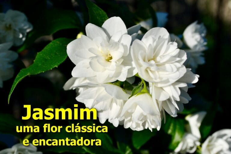 como plantar jasmim