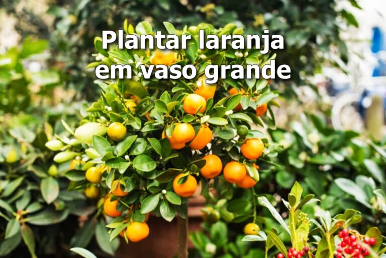 Como plantar laranja em vaso grande