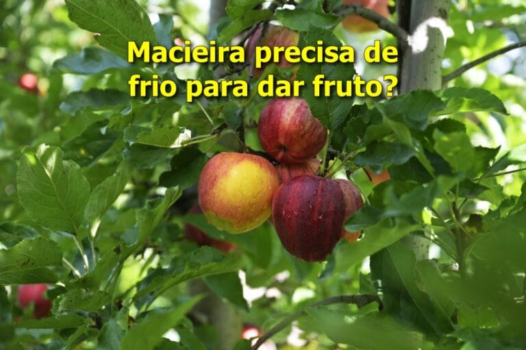 macieira precisa de frio para dar fruto