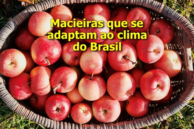 macieiras que se adaptam ao clima do Brasil