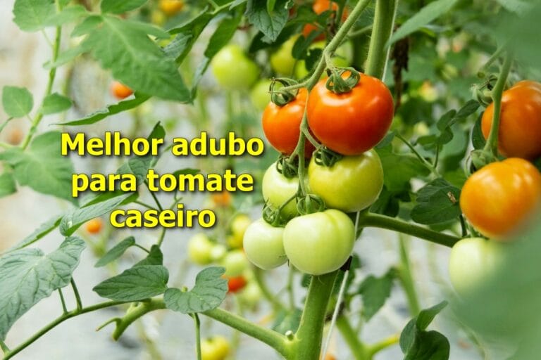 melhor adubo para tomate caseiro