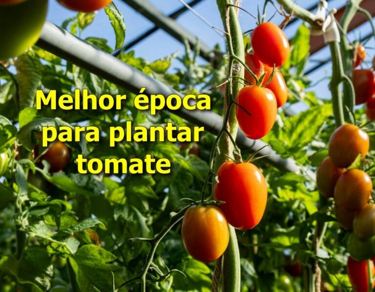 melhor época para plantar tomate
