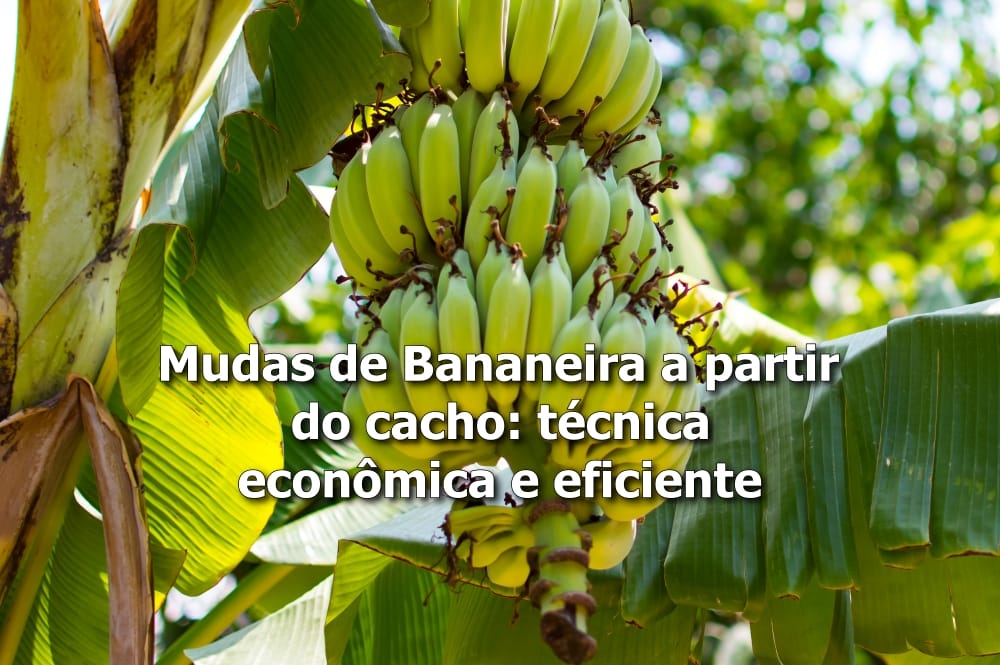 como fazer muda de bananeira com cacho