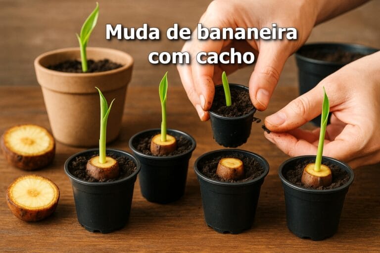 como fazer muda de bananeira com cacho