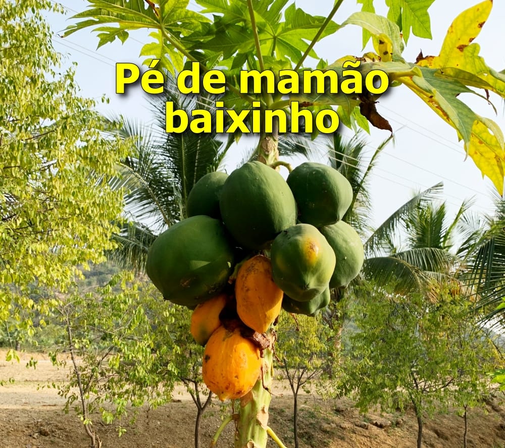 pé de mamão baixo