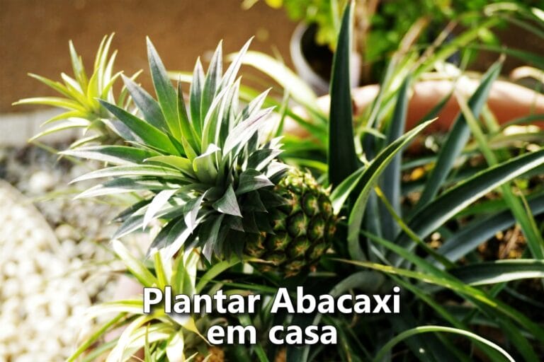 Como plantar Abacaxi em casa usando a coroa da fruta