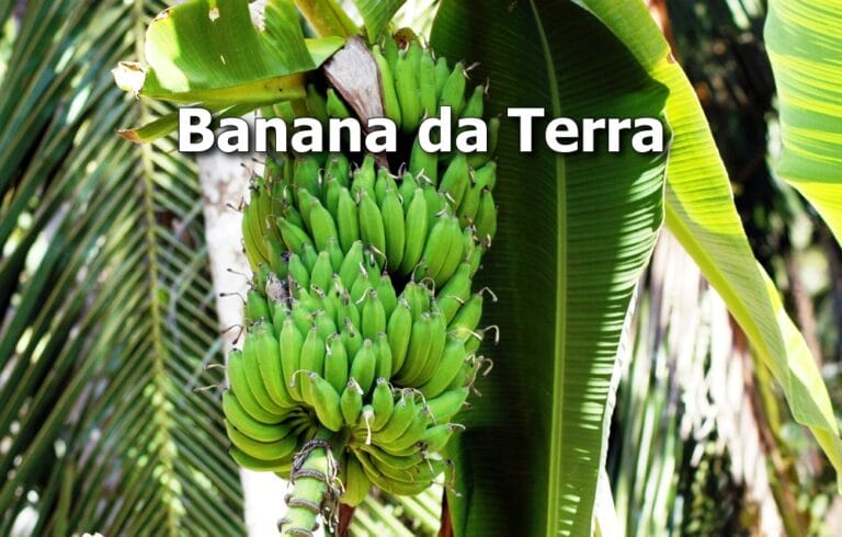 Como plantar banana da terra em casa: passo a passo