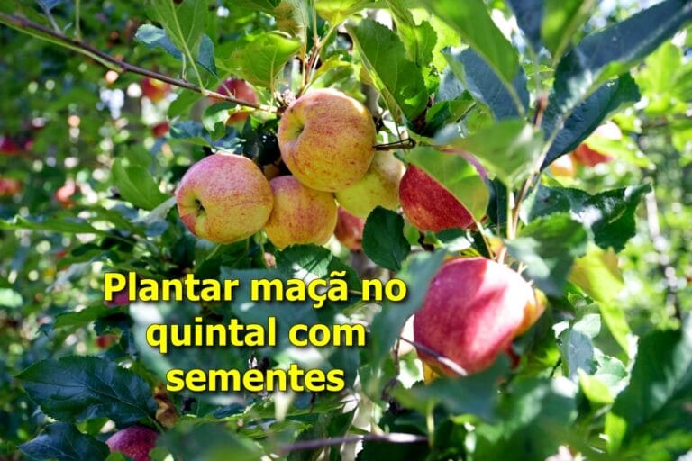 plantar maçã no quintal com sementes