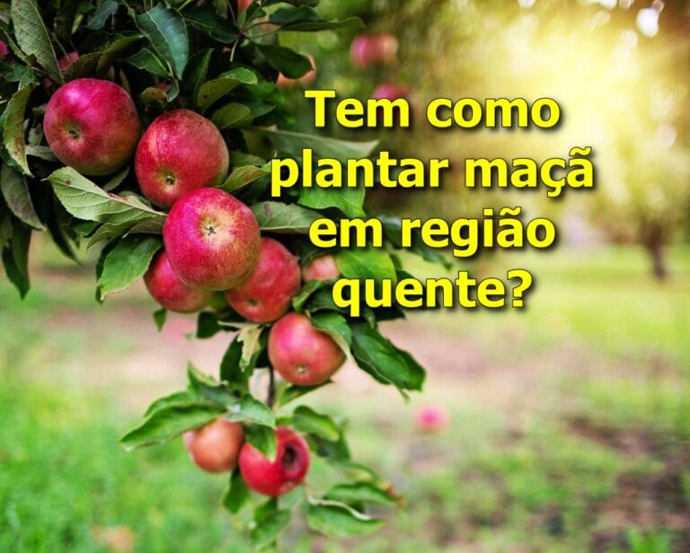 como plantar macieira em clima quente
