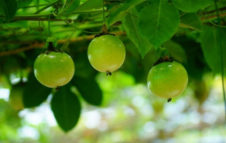 como plantar maracujá em vaso grande
