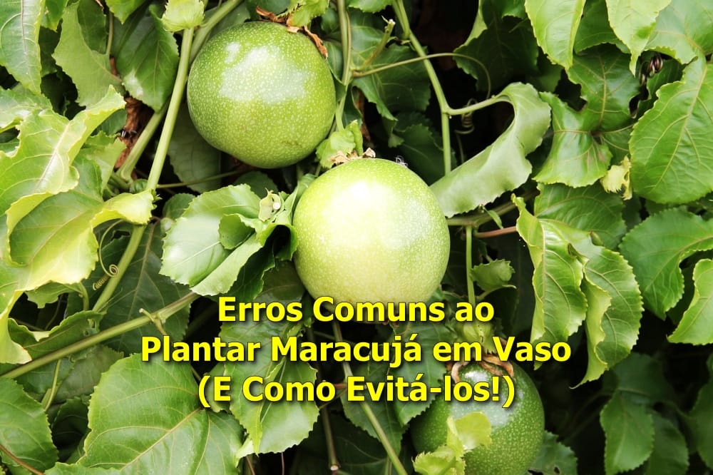 como plantar maracujá em vaso grande