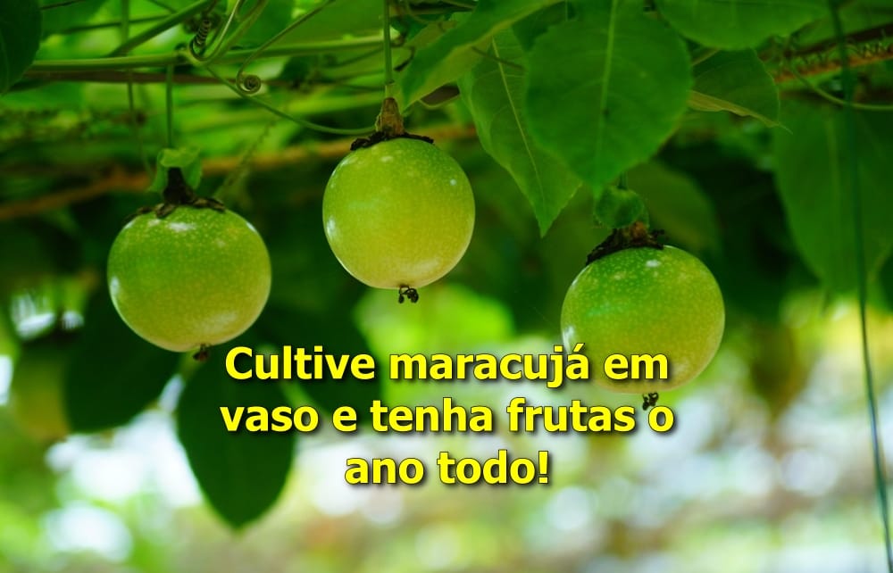 como plantar maracujá em vaso grande