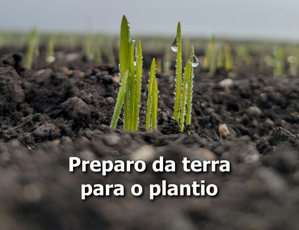como preparar a terra para plantar em agosto